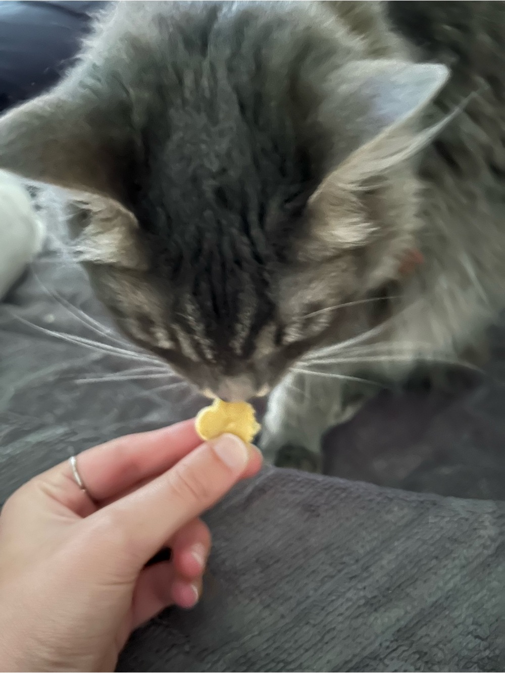 Purchase to buy one of these pets a treat (no refund)